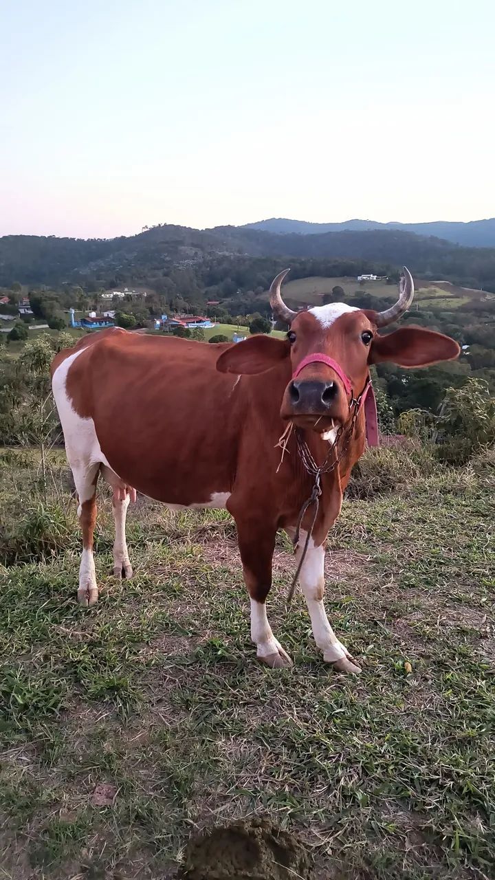 Vaca prenha - Foto 3