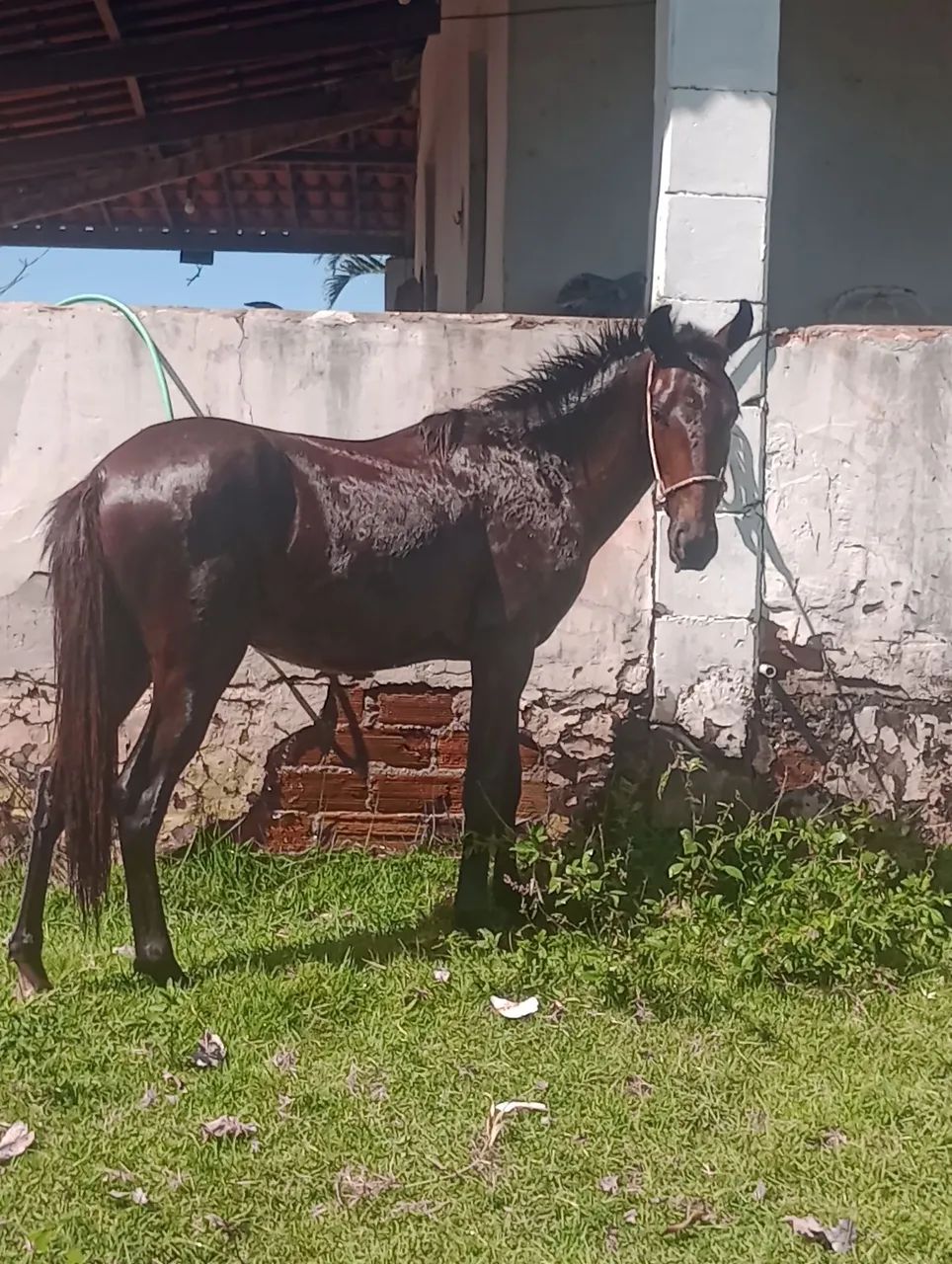 Potro 