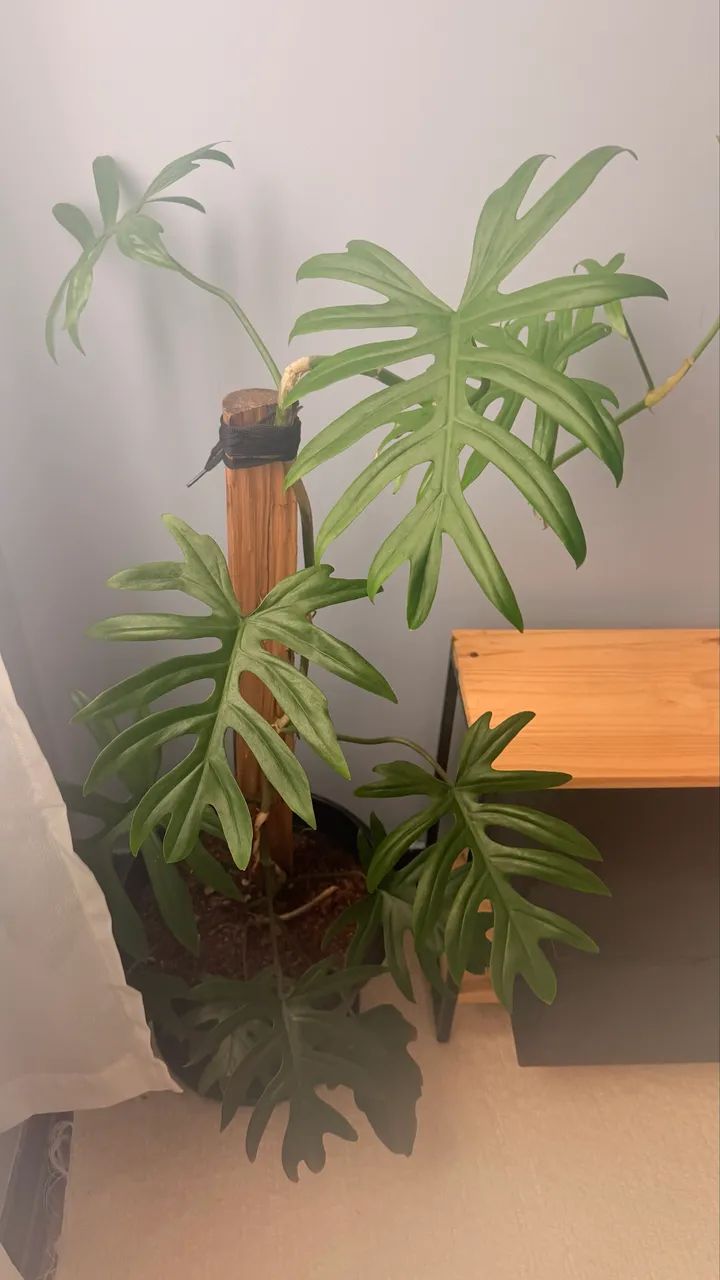 Plantas  - Foto 5