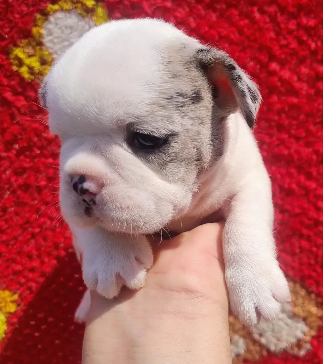 Cachorro  - Foto 4