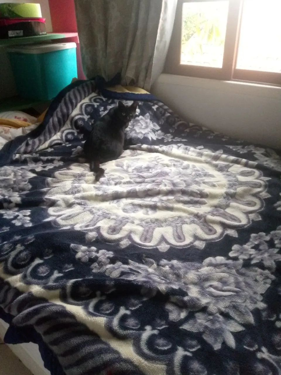 Doa,se 2 gatinhas - Foto 2