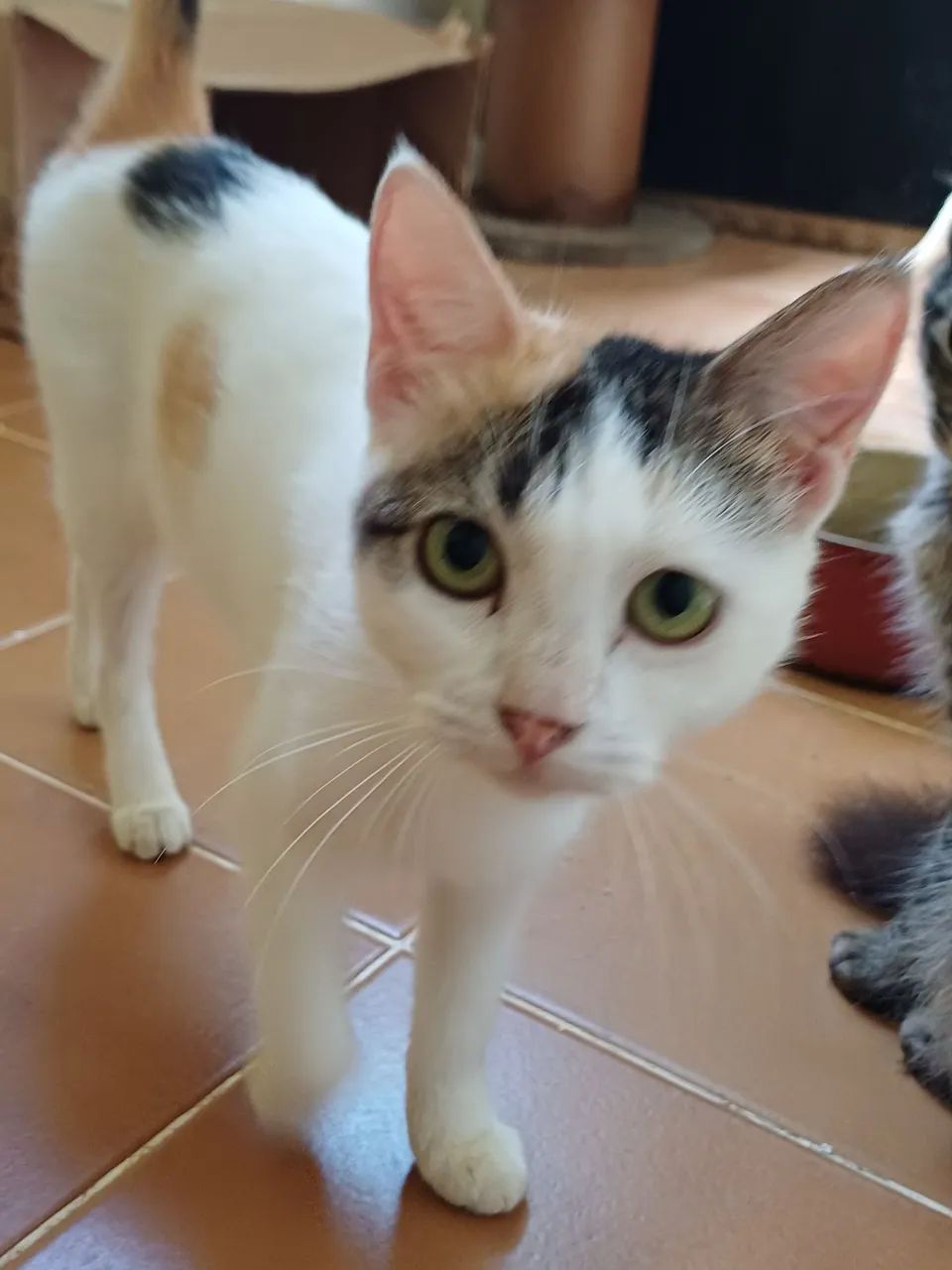 Gatos para adoção  - Foto 4