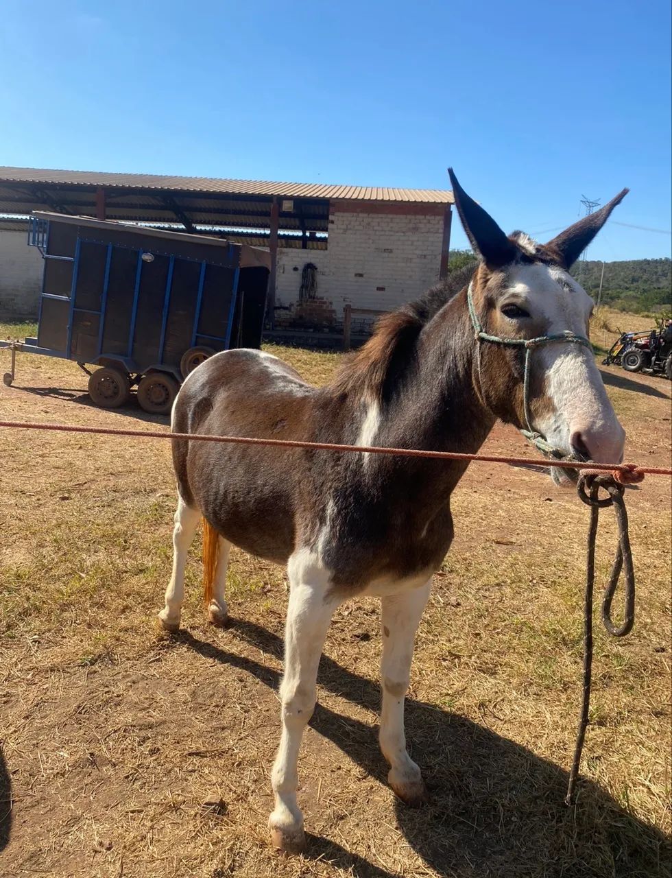 MULA DE PATRÃO  - Foto 4
