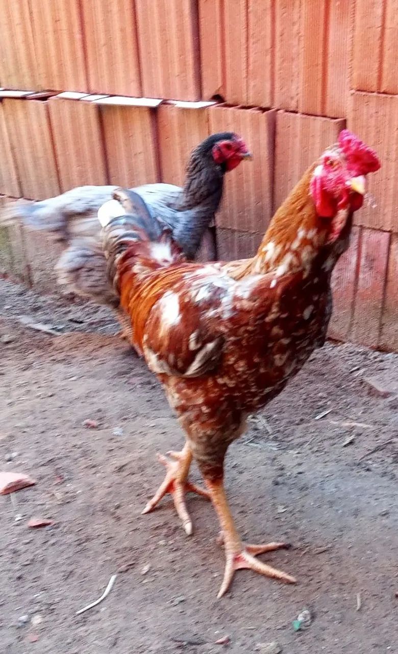 Frango caipira  - Foto 5