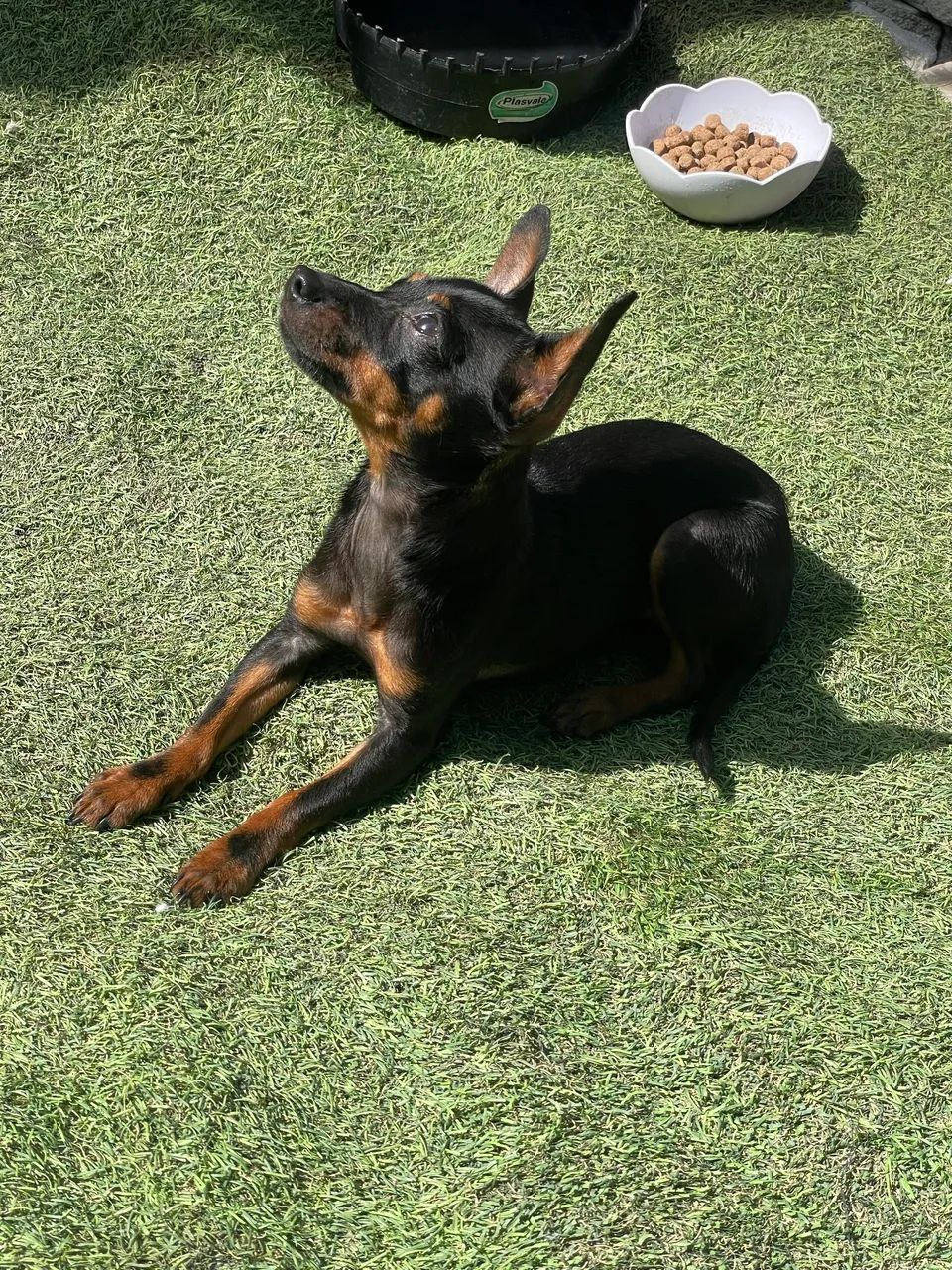 Pinscher n1 