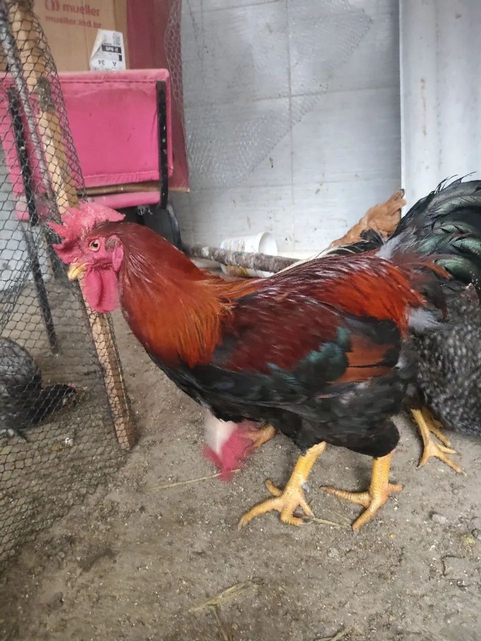Galos e galinhas - Foto 2