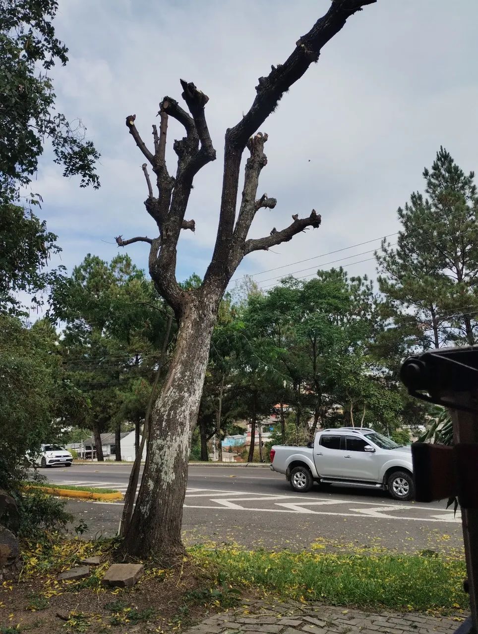 Serviço poda corte  - Foto 4
