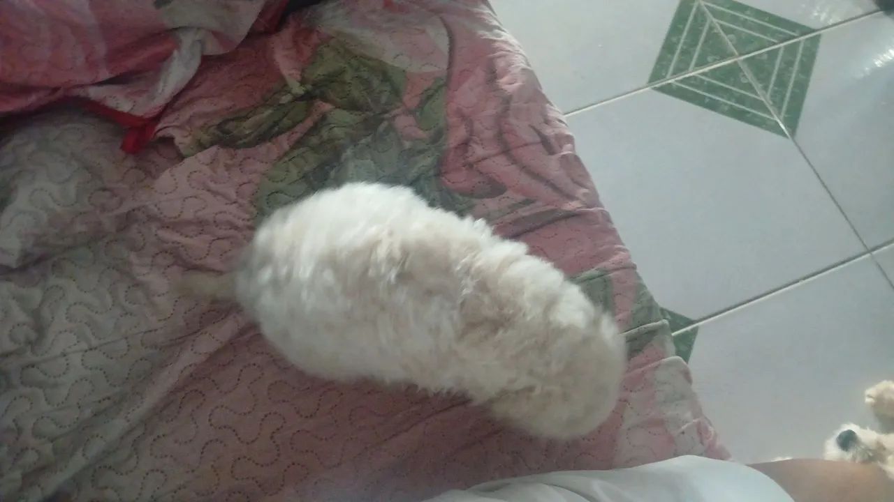 Cachorro - Foto 2