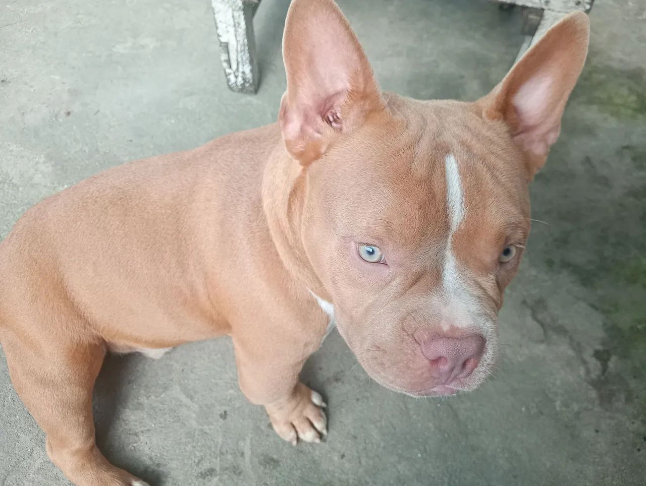 Américan bully