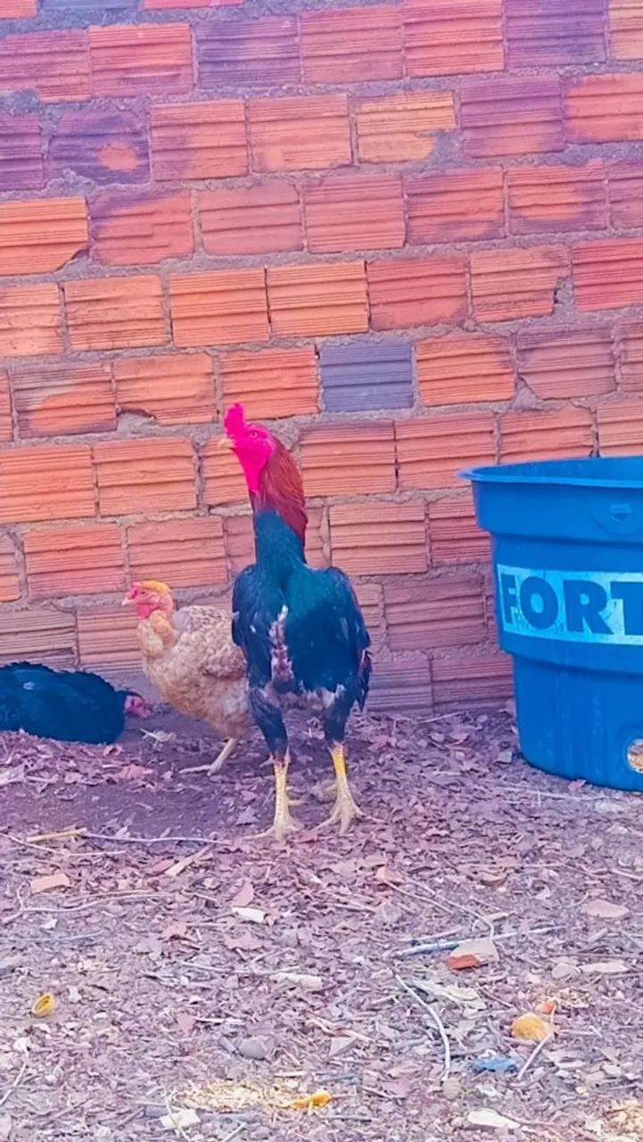 Vendo este galo 