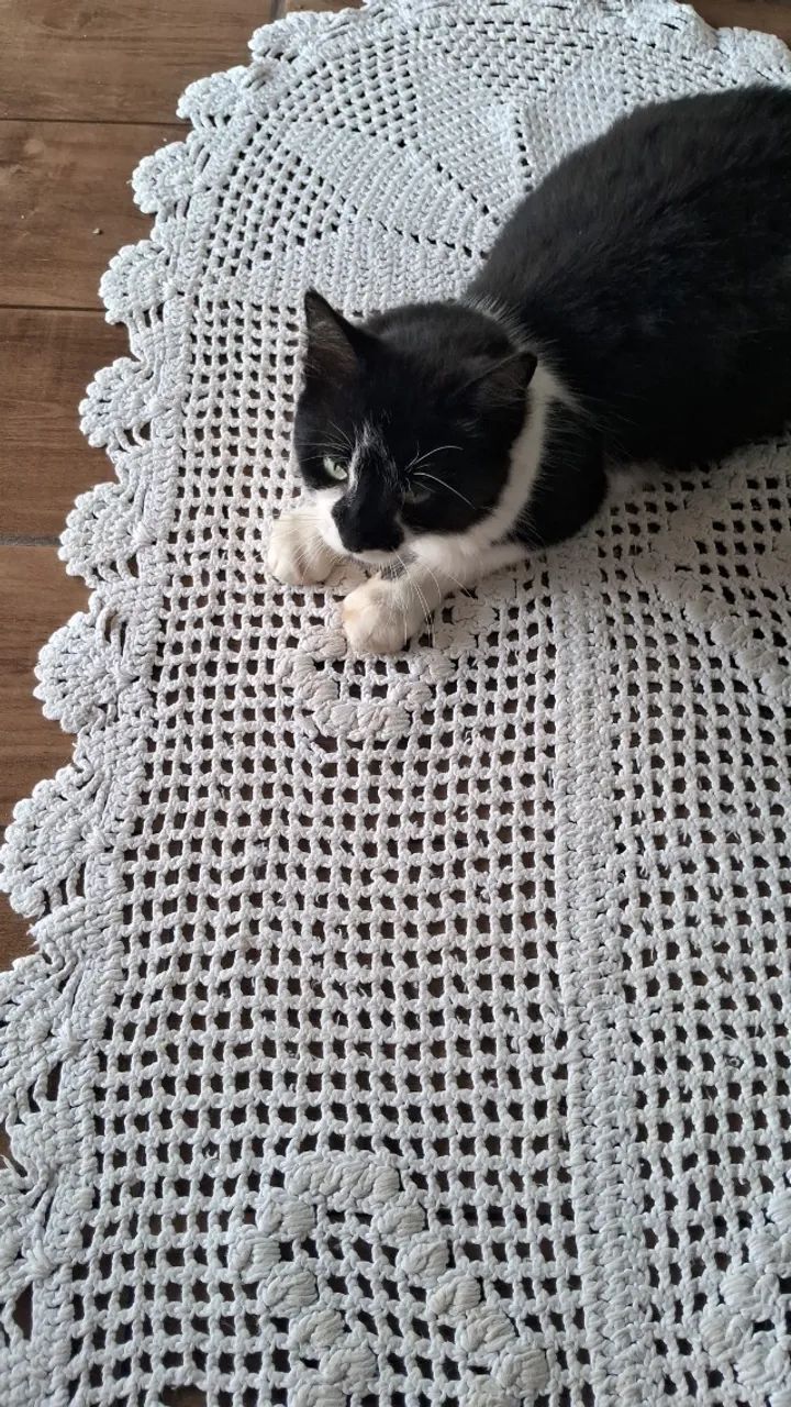 Gata - Foto 2