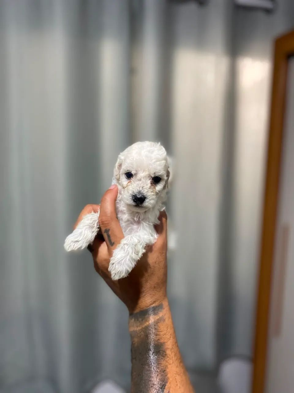 POODLE TOY MACHO - Foto 4