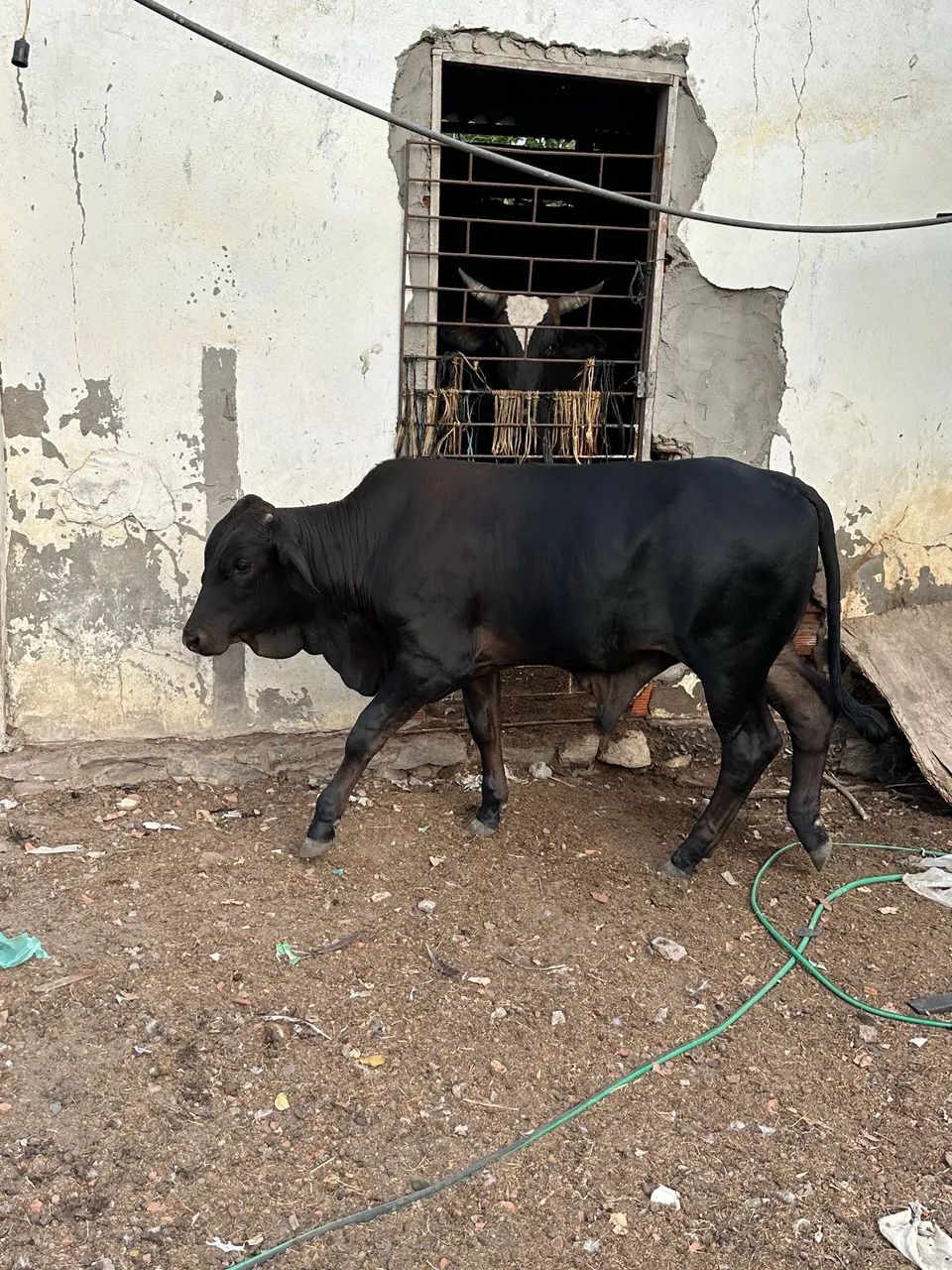 Garrote a venda  - Foto 6