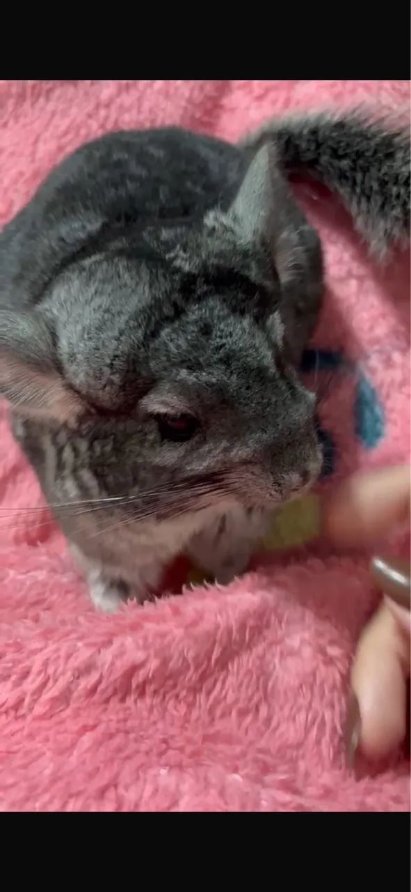 Chinchilla64962189381633120