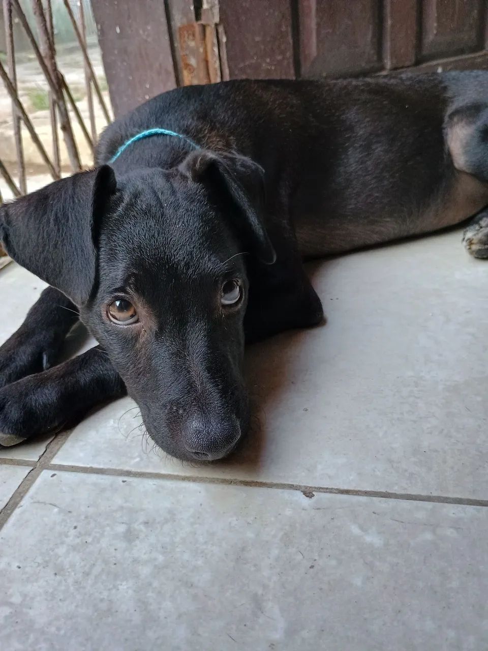 adoção 
