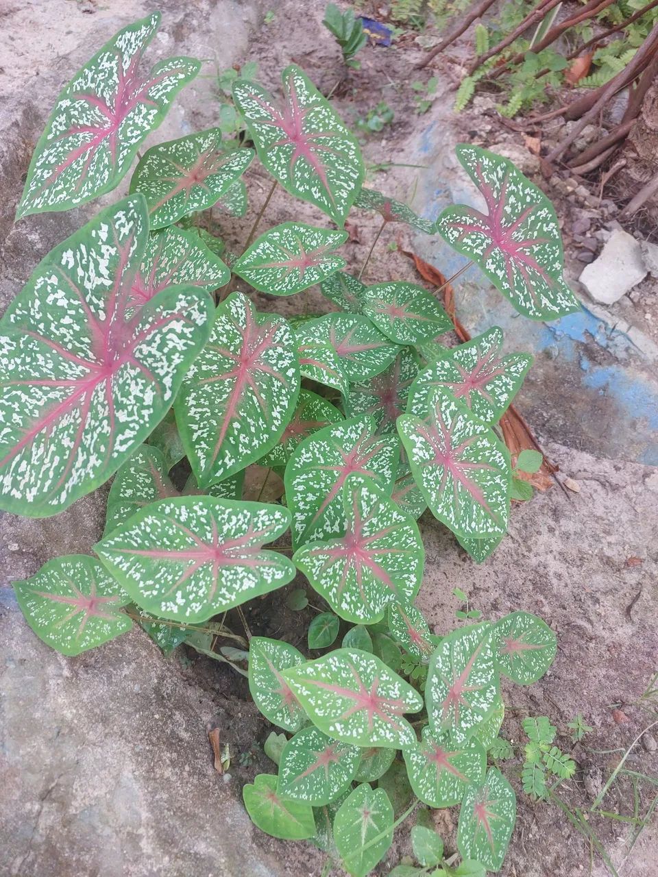 Mudas de Plantas variadas - Foto 3