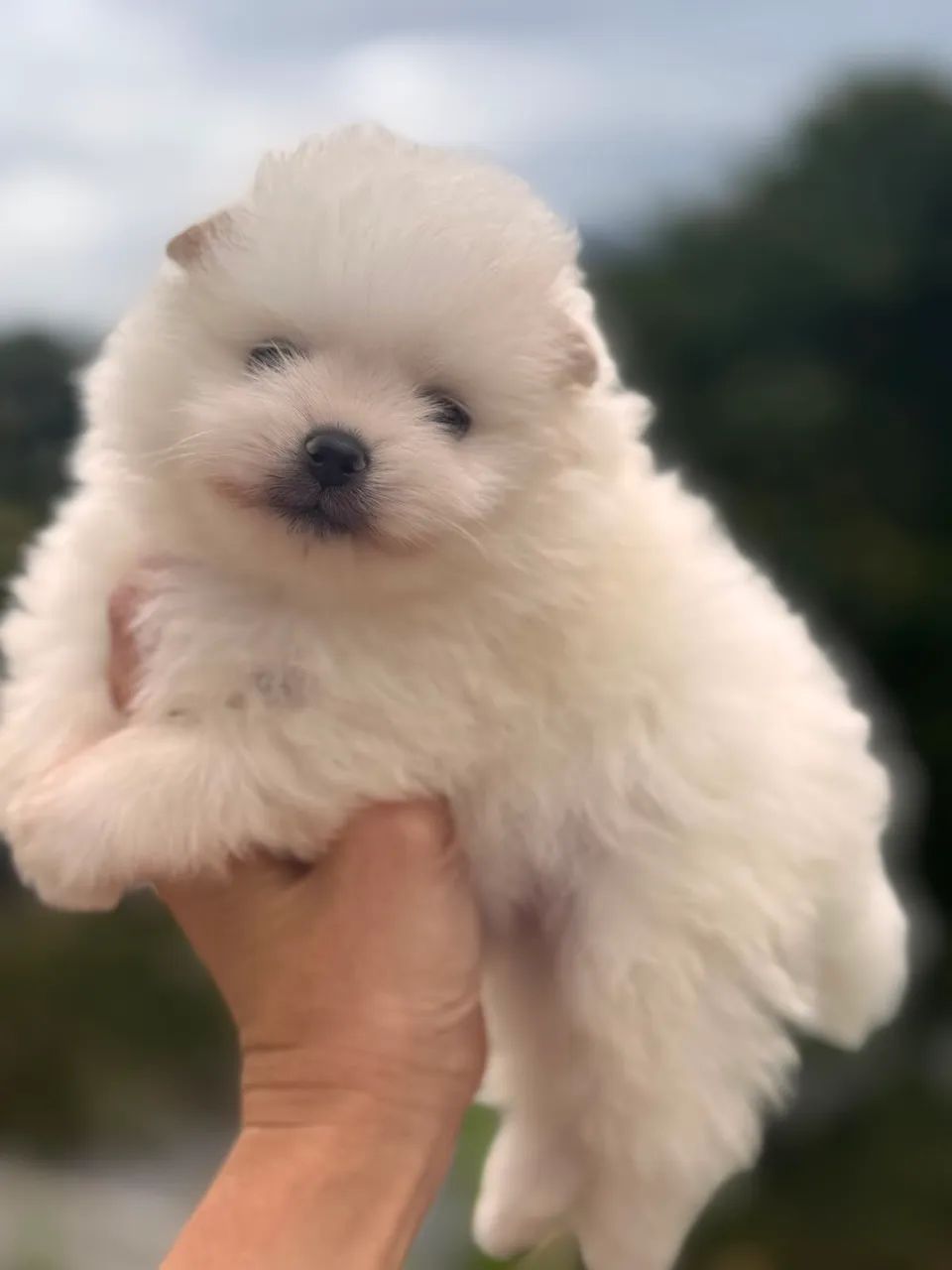 Spitz alemão 