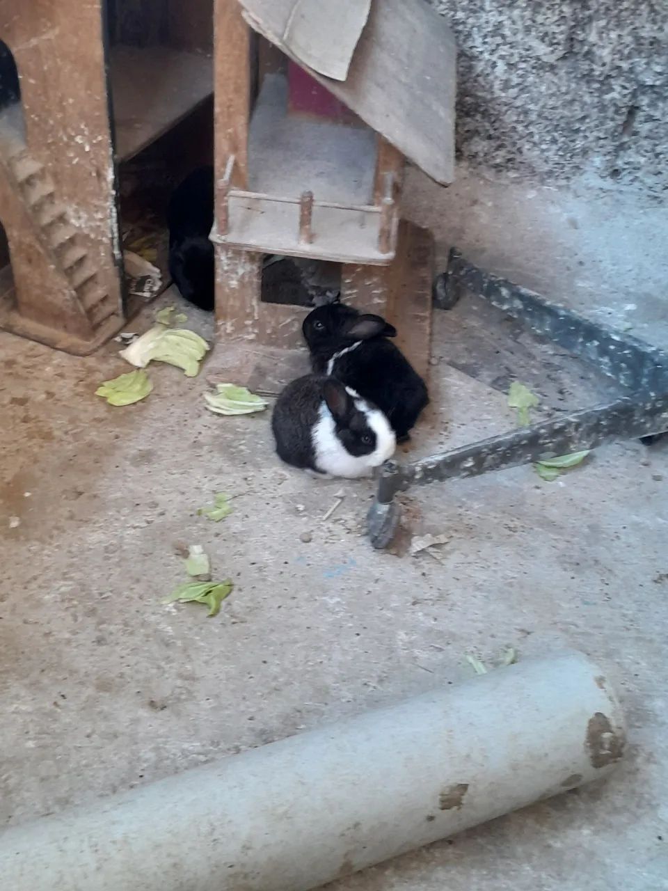 Coelhos ? 