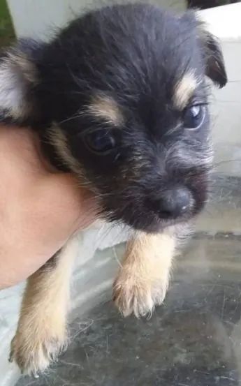 doação responsável  - Foto 2