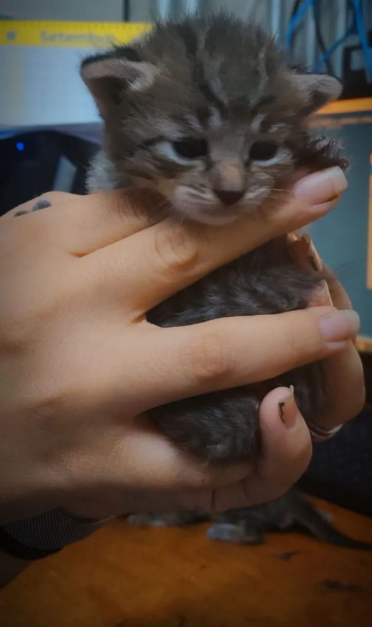 Doação de Gatinhos - Foto 4