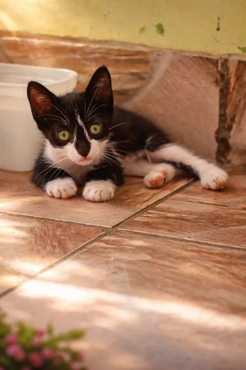 Doação responsavel, gatinhos  - Foto 2