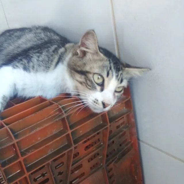 Adoção responsável - Cassandra - Foto 4