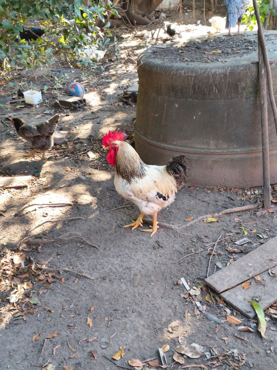 Vende-se dois galos! - Foto 2