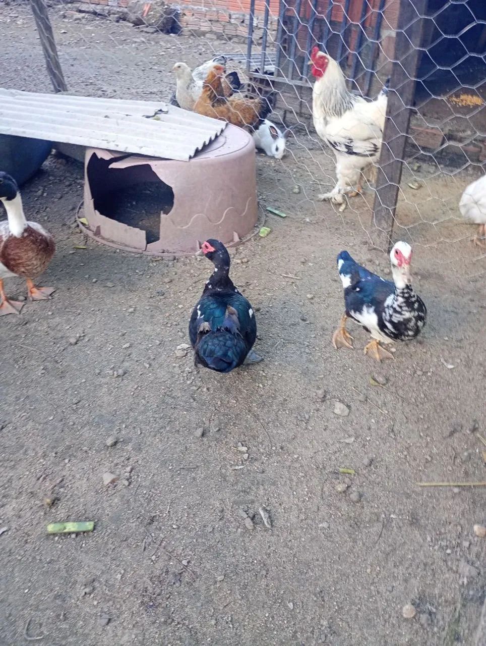 Patos - Foto 2