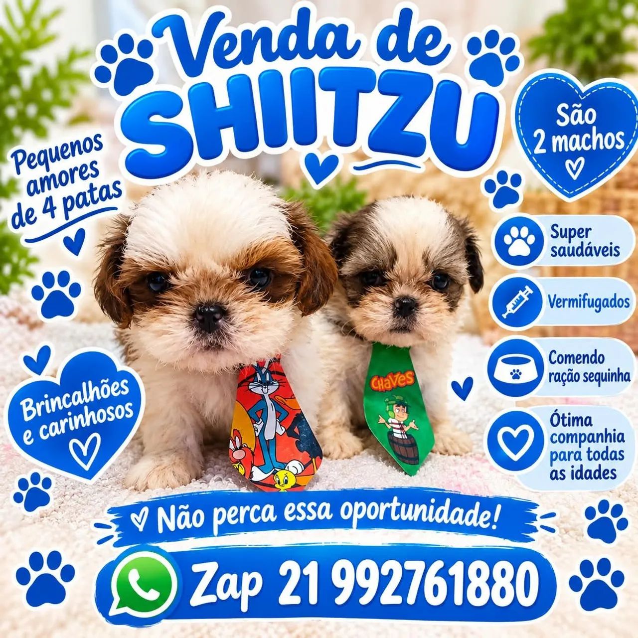 Shih tzu machos 950 cada!!