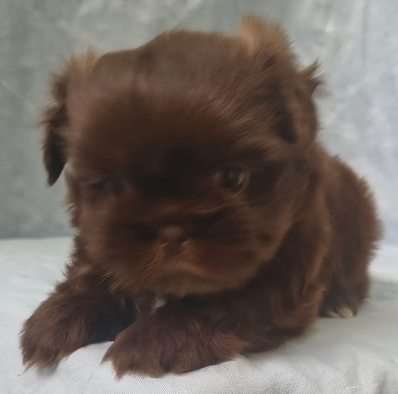 Lindo machinho  de Shitzu disponível  - Foto 3