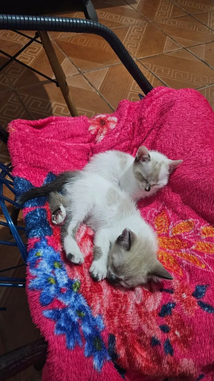 Gatos Doação  - Foto 5