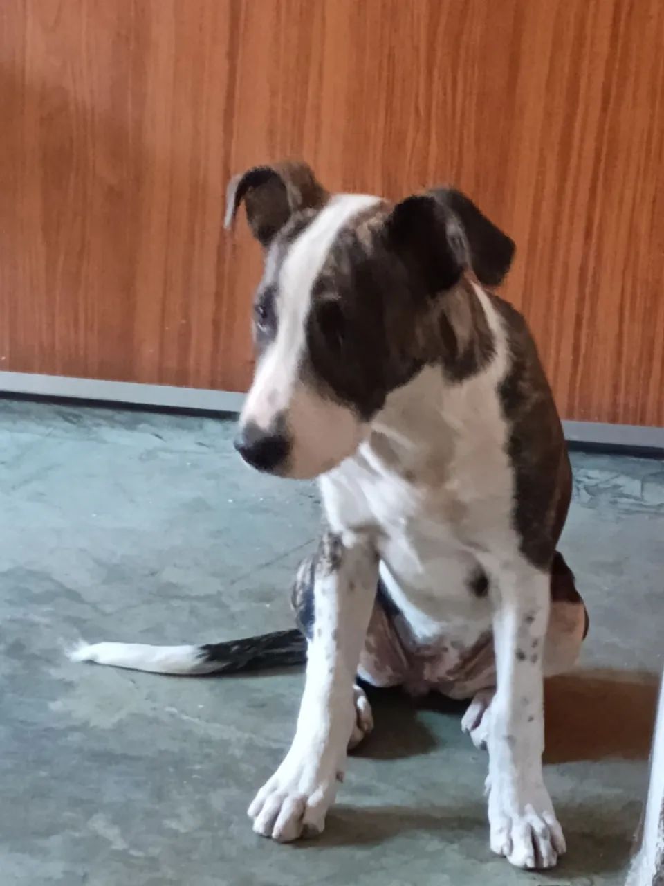 Cachorro  - Foto 2