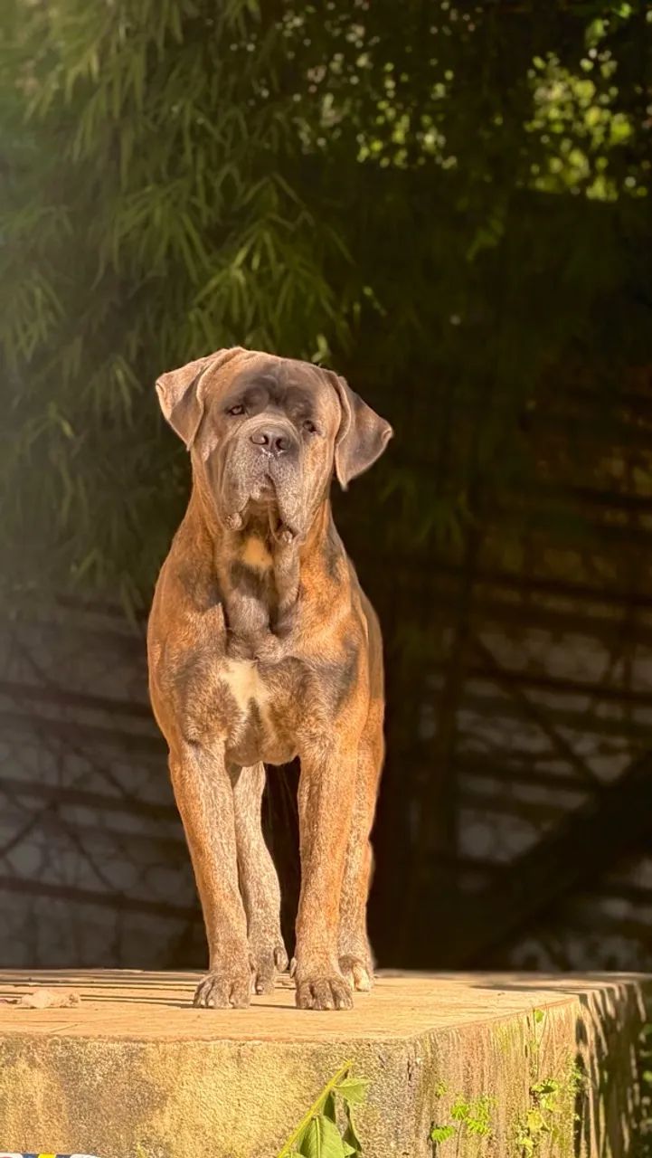 Cane corso fêmea  - Foto 5