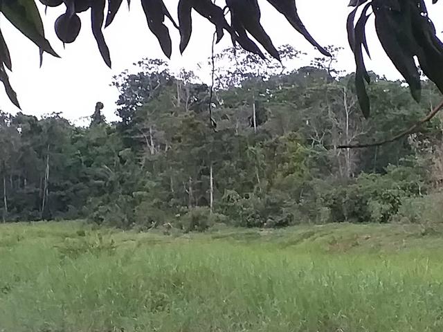 Terreno 35×150 kM06 R:SANTA HELEA B:AMAPÁ - Foto 2