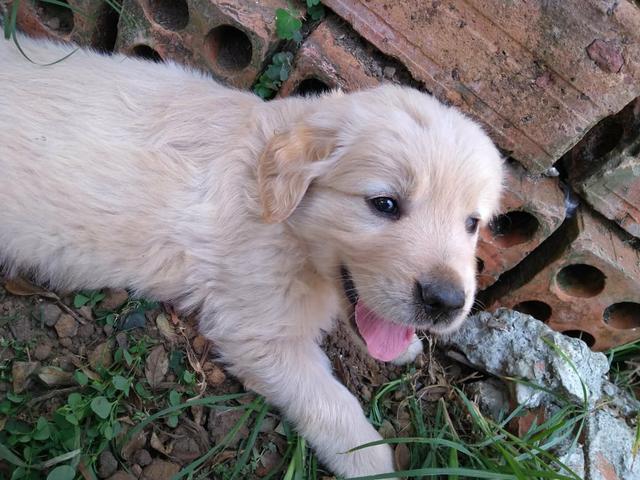 Lindos filhotes de Golden, a pronta entrega, com pedigree - Foto 3