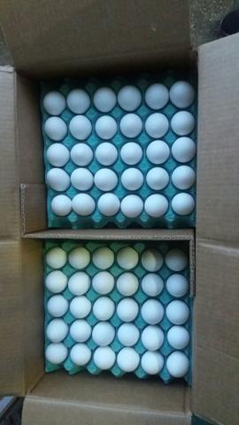 Ovos brancos Caixa (110,00)