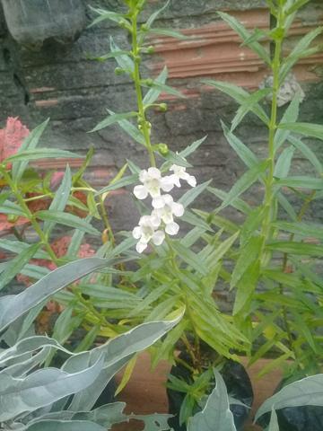 Plantas ornamentais 5 reais - Foto 2