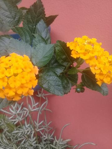 Plantas ornamentais 5 reais