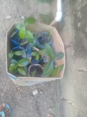 Vendo muda de sapota mais conhecida como pé de chocolate