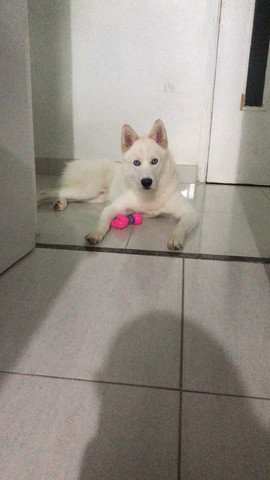 Husky macho para cobertura (cruzar) - Foto 4