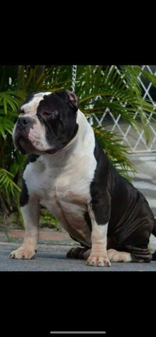 American Bully pronto para inseminação