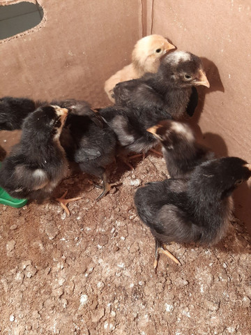 Vendo pintinhos suros - Foto 2