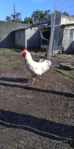 Galo