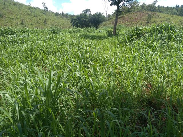 Fazendinha 3,6 Alq. Baixei o Preço.R$: 45.000,00 por Alq - Foto 12