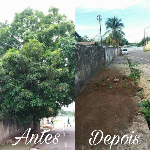 Corte e poda de árvores
