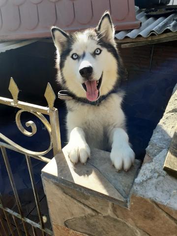 Casal de husky a venda