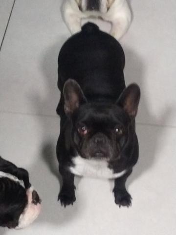 Bulldog Francês Filhotes Raríssimos - Foto 5