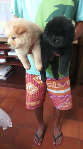 Chowchow - Foto 2