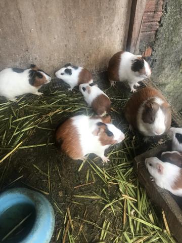 Vendo porquinho da Índia - Foto 3