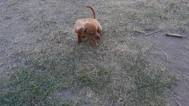 Filhotes de Pinscher - Foto 3